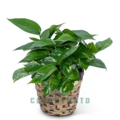 Pothos in New York